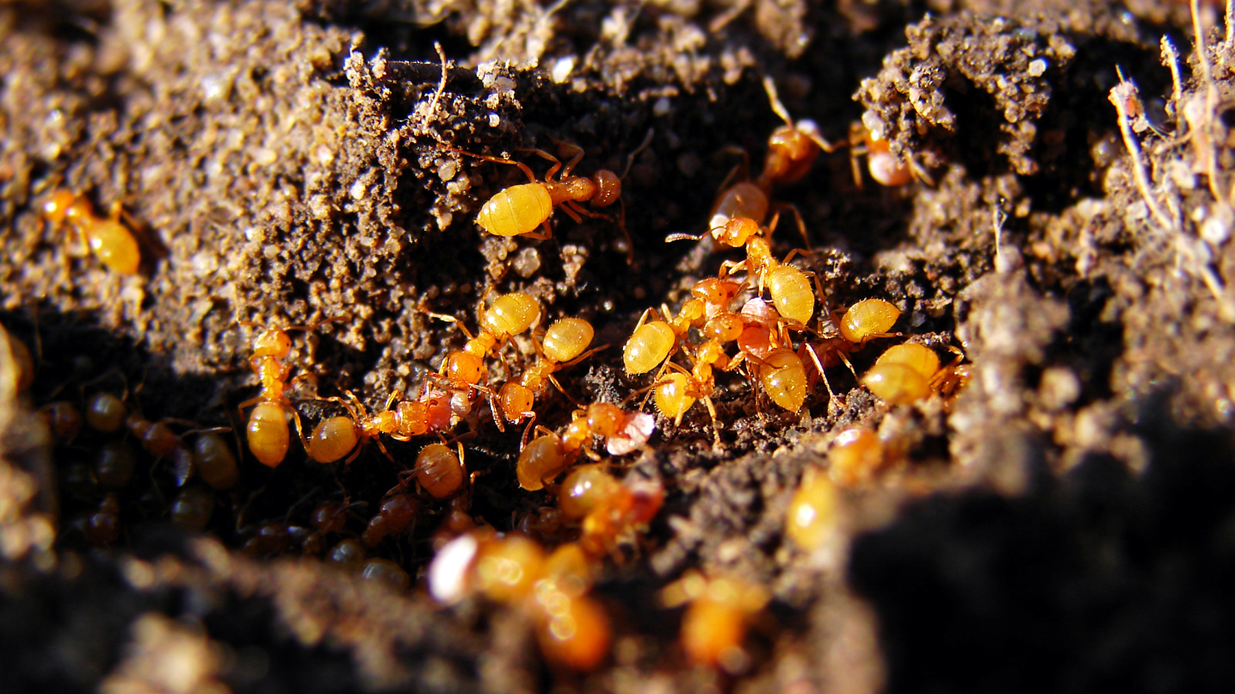 These are 4 mm long lemon ants (citronella ants) from Maryland. They're farming honeydew from mealybugs, the little white insects some are carrying. Photo © Matt Reinbold / Flickr through a Creative Commons license