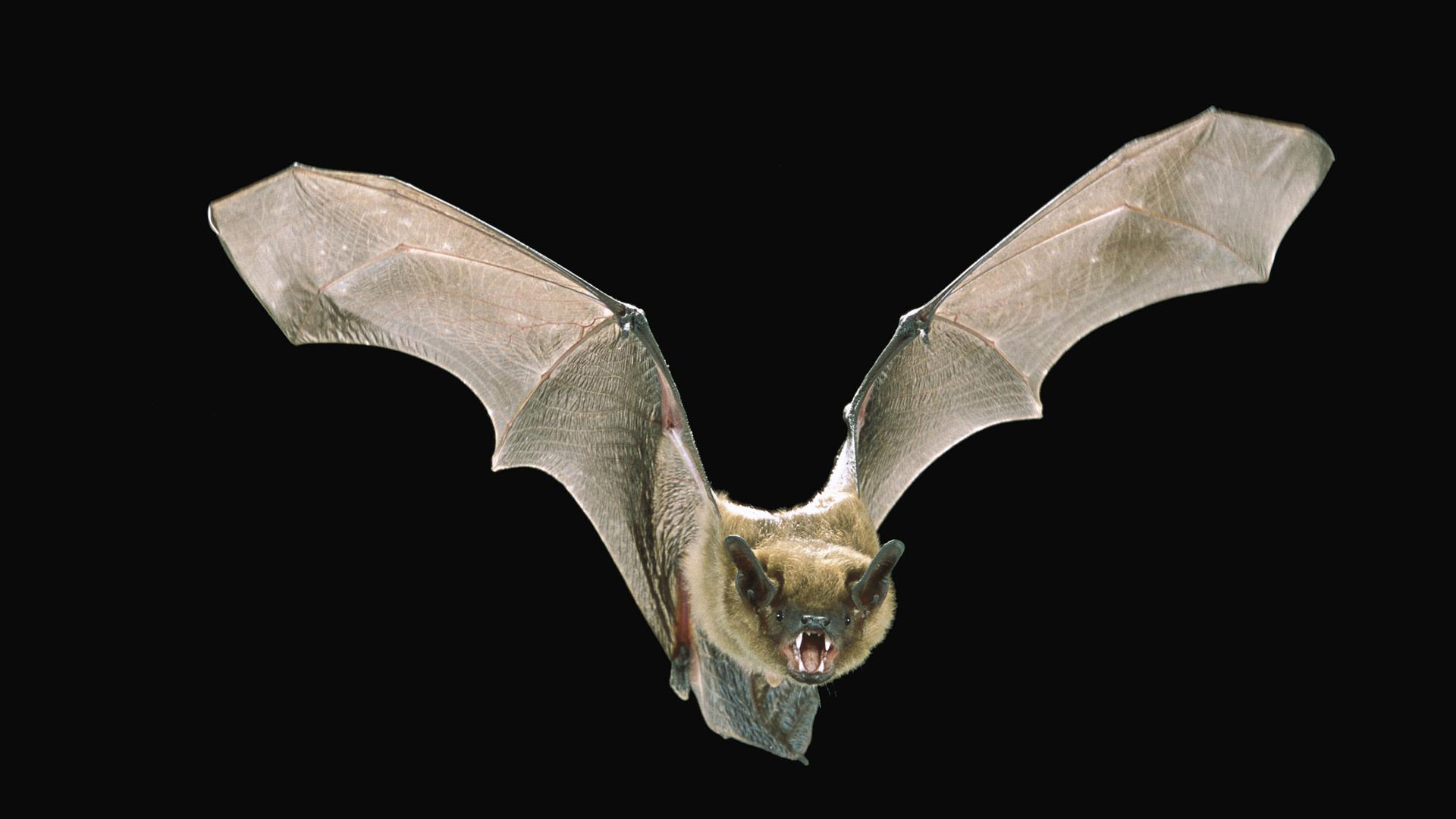Big brown bat in flight. Photo © Angell Williams / Flickr through a Creative Commons license