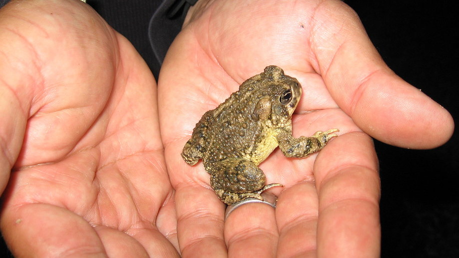 Arroyo toad. Photo © USFWS on Flickr through a Creative Commons license