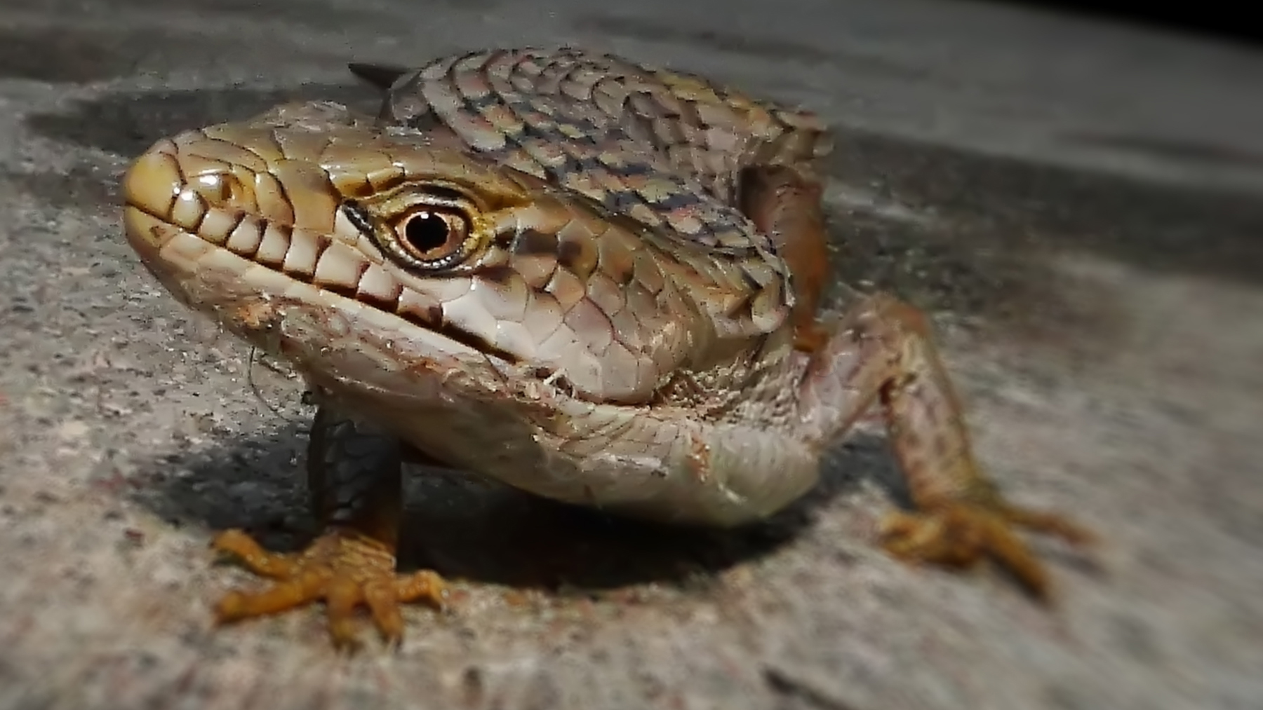 Southern alligator lizard. Photo © Anita Ritenour / Flickr through a Creative Commons license
