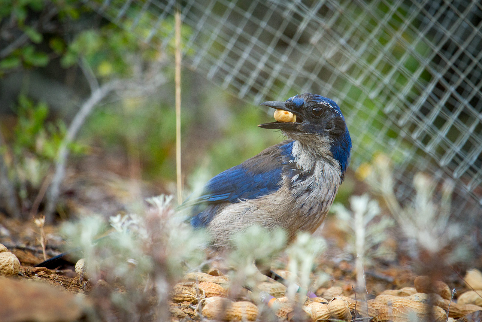 Heim joined researchers in luring scrub-jays to box traps with peanuts. “You throw a peanut or a pine cone or a rock,” Heim says. “The birds will hear that and they’ll fly in.” The wire boxes are propped up with a stick tied to a string, that someone nearby can pull to close the box. Photo © Morgan Heim