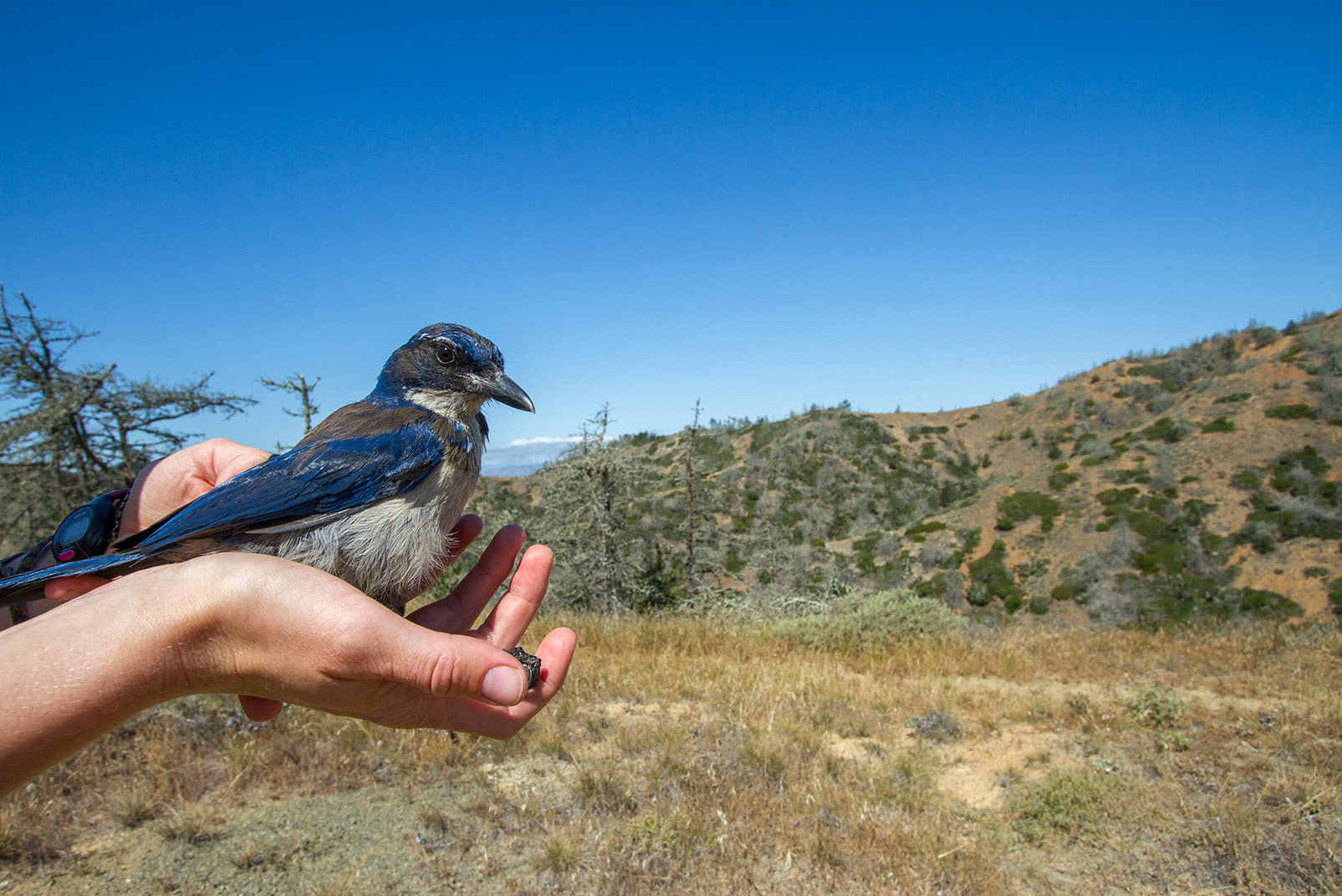 The birds are currently healthy (seen here on Daggett’s hand), but should any show signs of disease such as West Nile virus, the researchers will launch a vaccination effort to protect the other birds. Photo © Morgan Heim