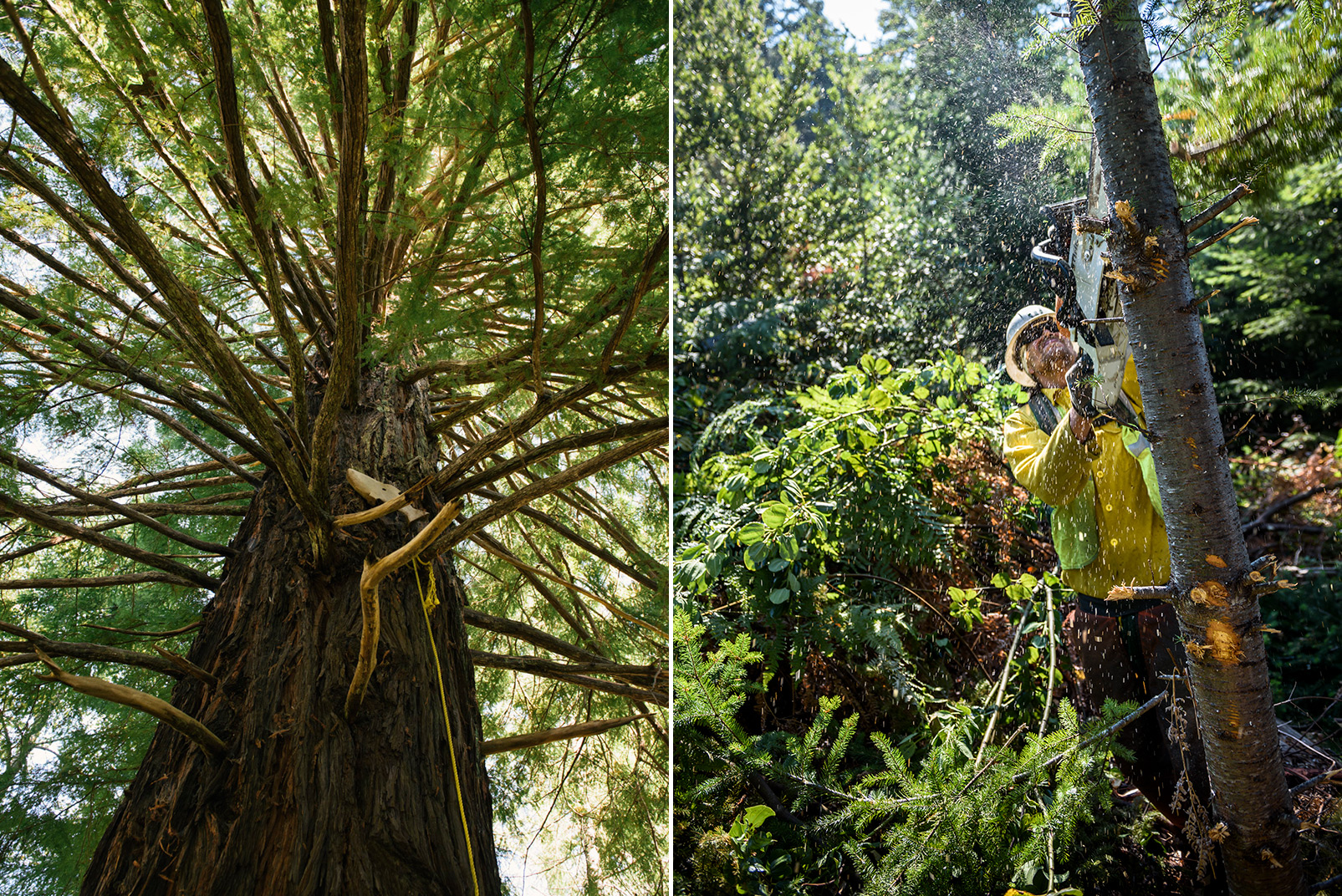 “When you’re walking around, there’s downed trees everywhere,” says Arnold. To restore these forests, members of the Yurok are thinning overgrown trees (right) and clearing brush to create fire breaks and protect the land from destructive wildfires. Photo © Kevin Arnold