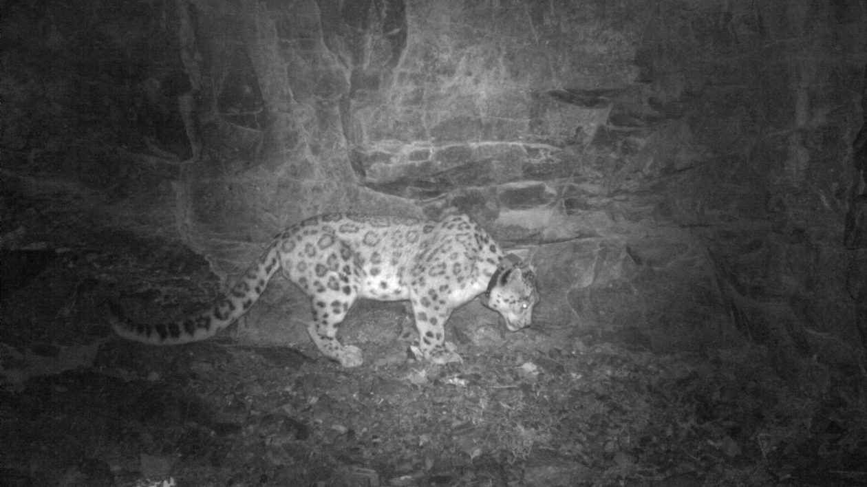 A snow leopard caught on a camera trap. Photo © The Nature Conservancy 