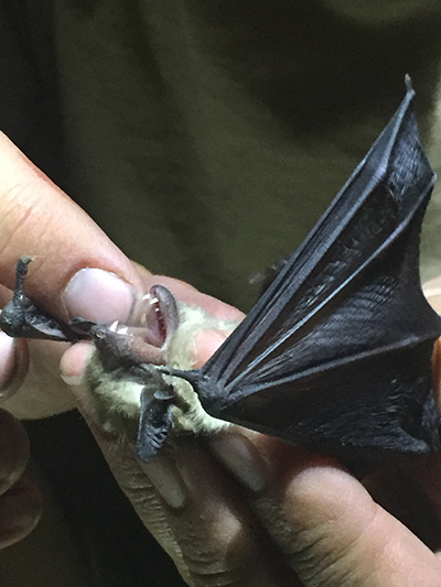 A little big brown bat is held and observed by a DWR biologist at the Great Salt Lake Shorelands Preserve. Photo © The Nature Conservancy (Andrea Nelson)