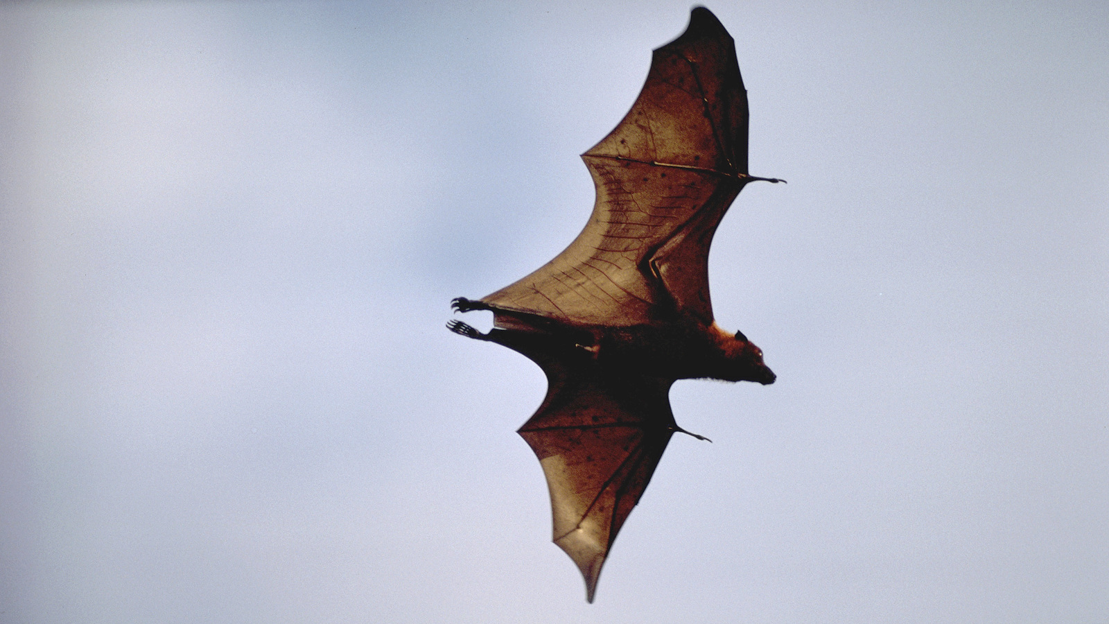 Flying bat. Photo © Robert and Linda Mitchell