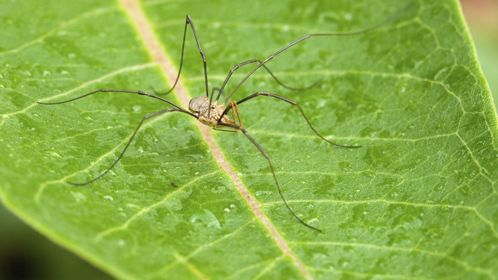 Daddy longlegs (Common names for this Order are daddy-longlegs, harvestmen and opilionidi), photographed on a leaf. Photo © The Nature Conservancy (Chris Helzer)