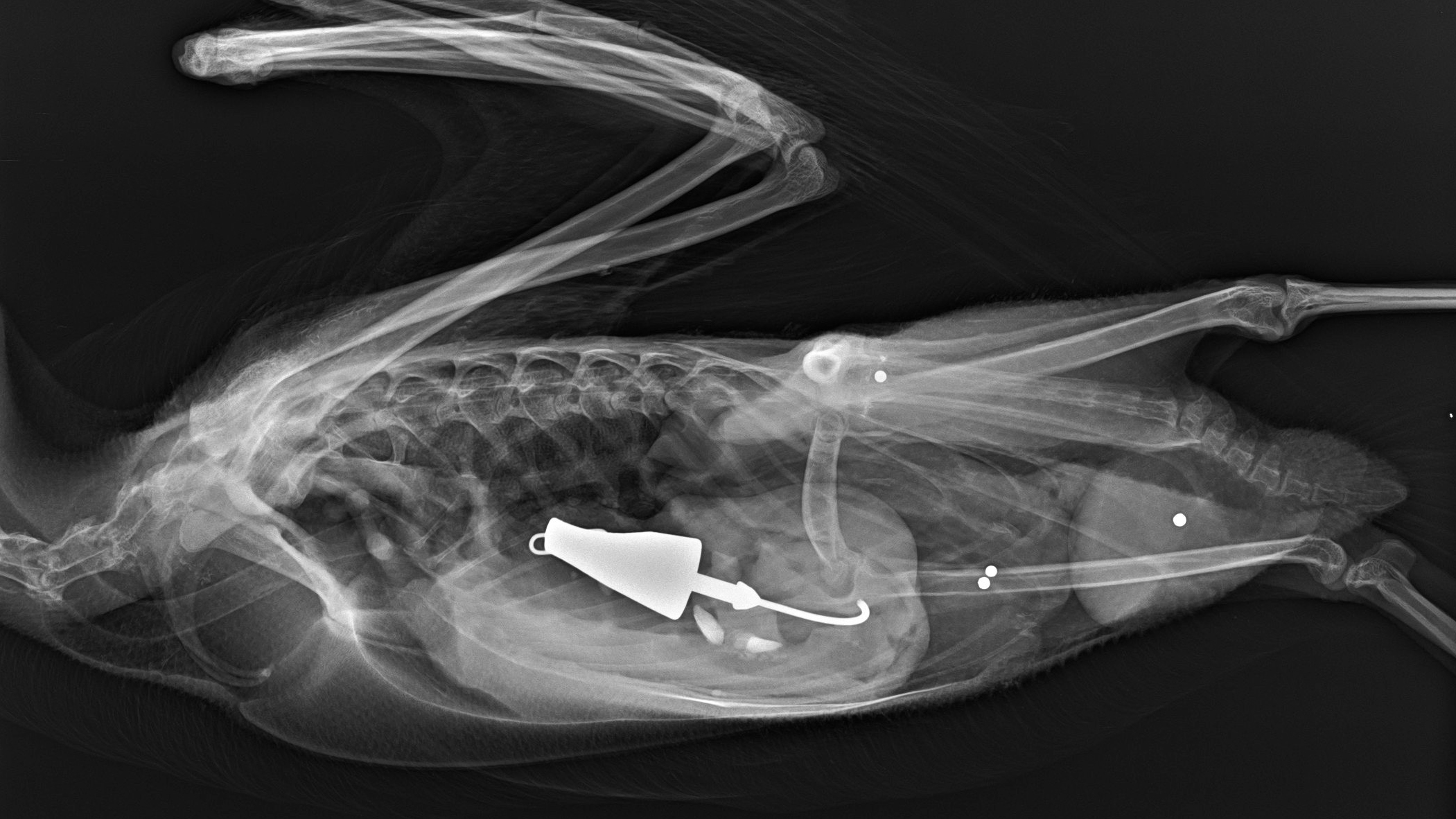 X-Ray of loon poisoned by lead tackle. Photo courtesy of Dr. Mark Pokras, Tufts Cummings School of Veterinary Medicine
