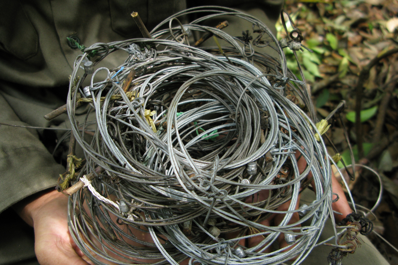 Patrol team with wire snares collected in saola habitat, central Laos (Nakai-Nam Theun National Protected Area). Photo © Bill Robichaud / Global Wildlife Conservation / Flickr through a Creative Commons license