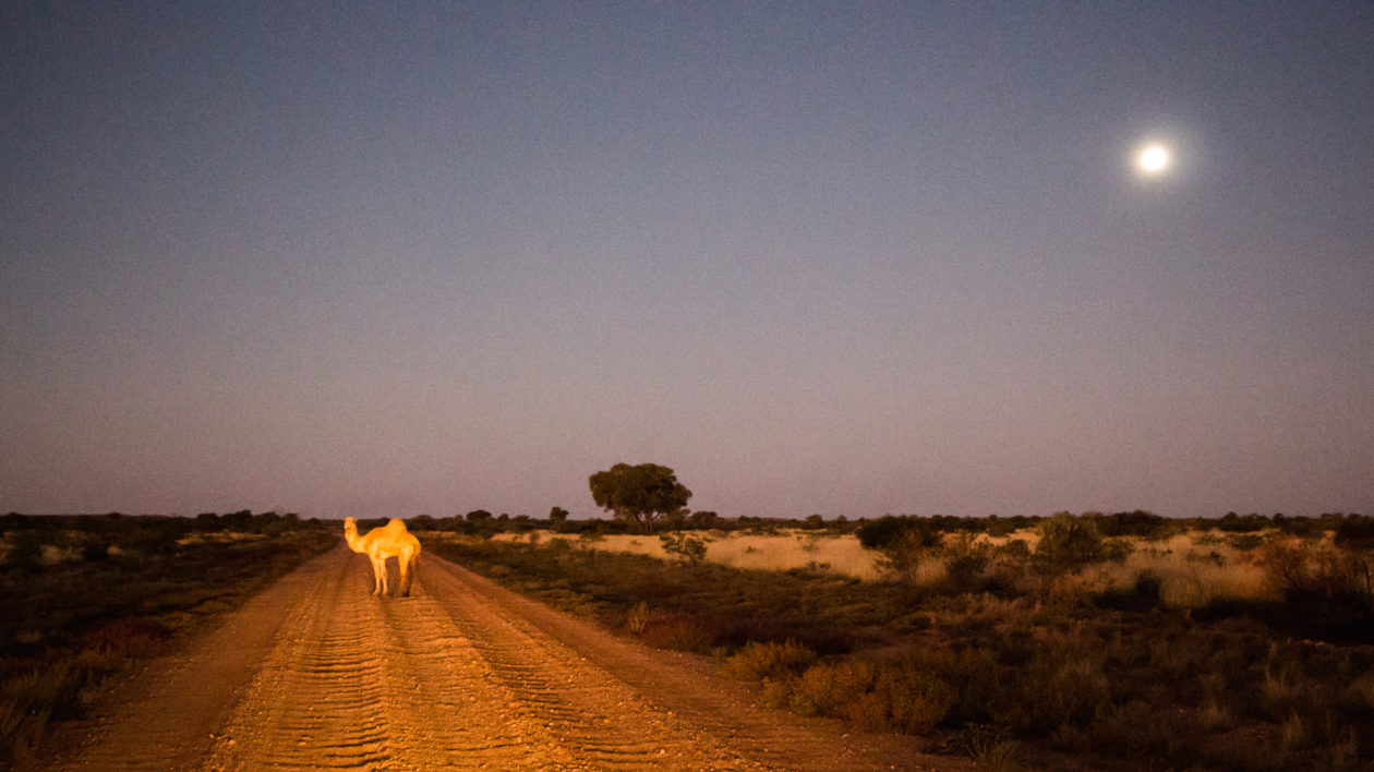 A lone camel outside of Parnngurr community. Photo © The Nature Conservancy (Justine E. Hausheer)