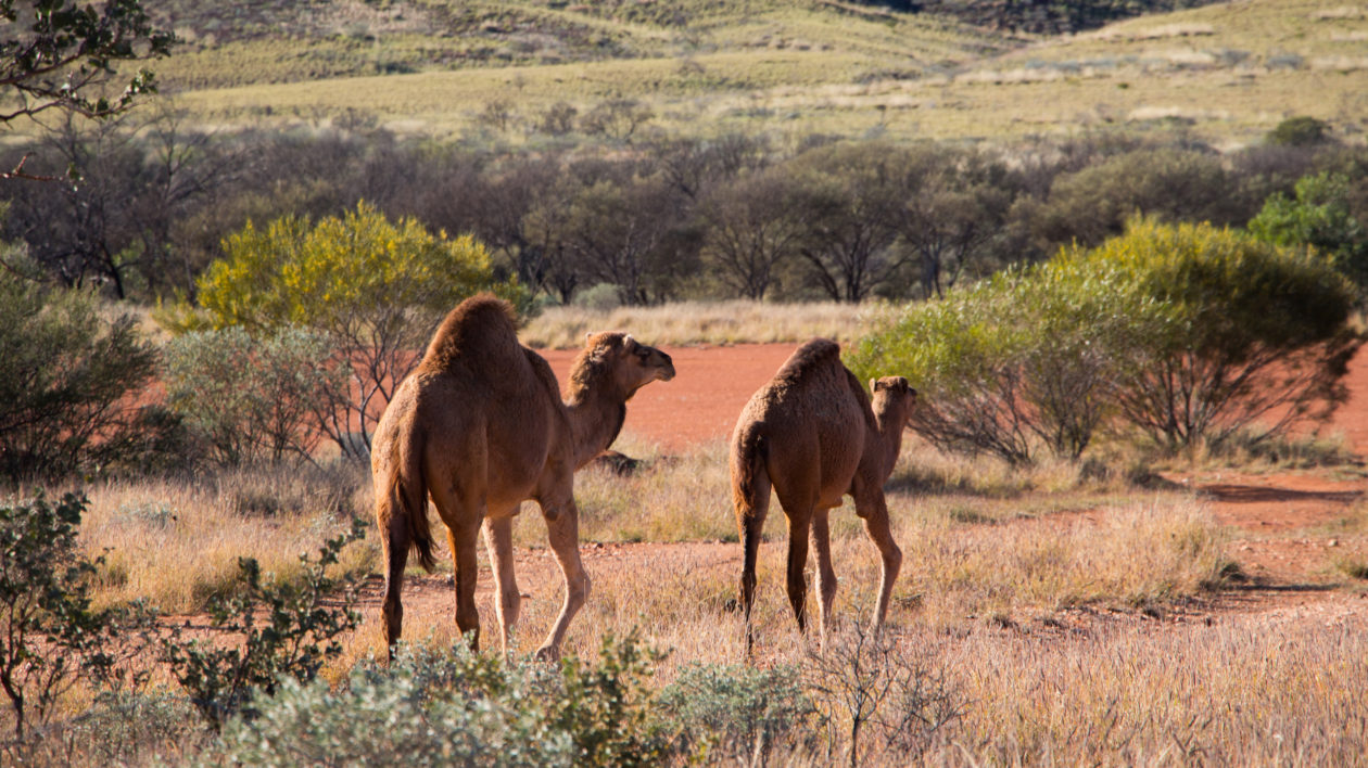 Camels near Parnngurr community. Photo © The Nature Conservancy (Justine E. Hausheer) 