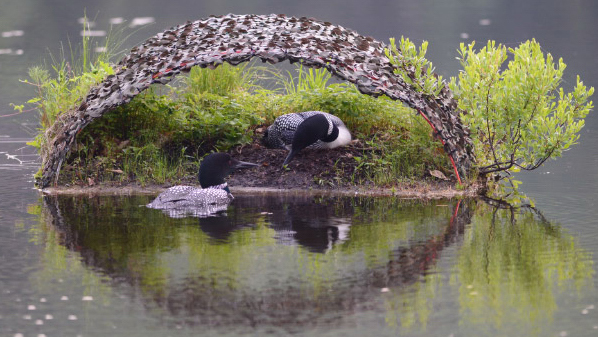 Loon nesting raft. Photo © Kittie Wilson