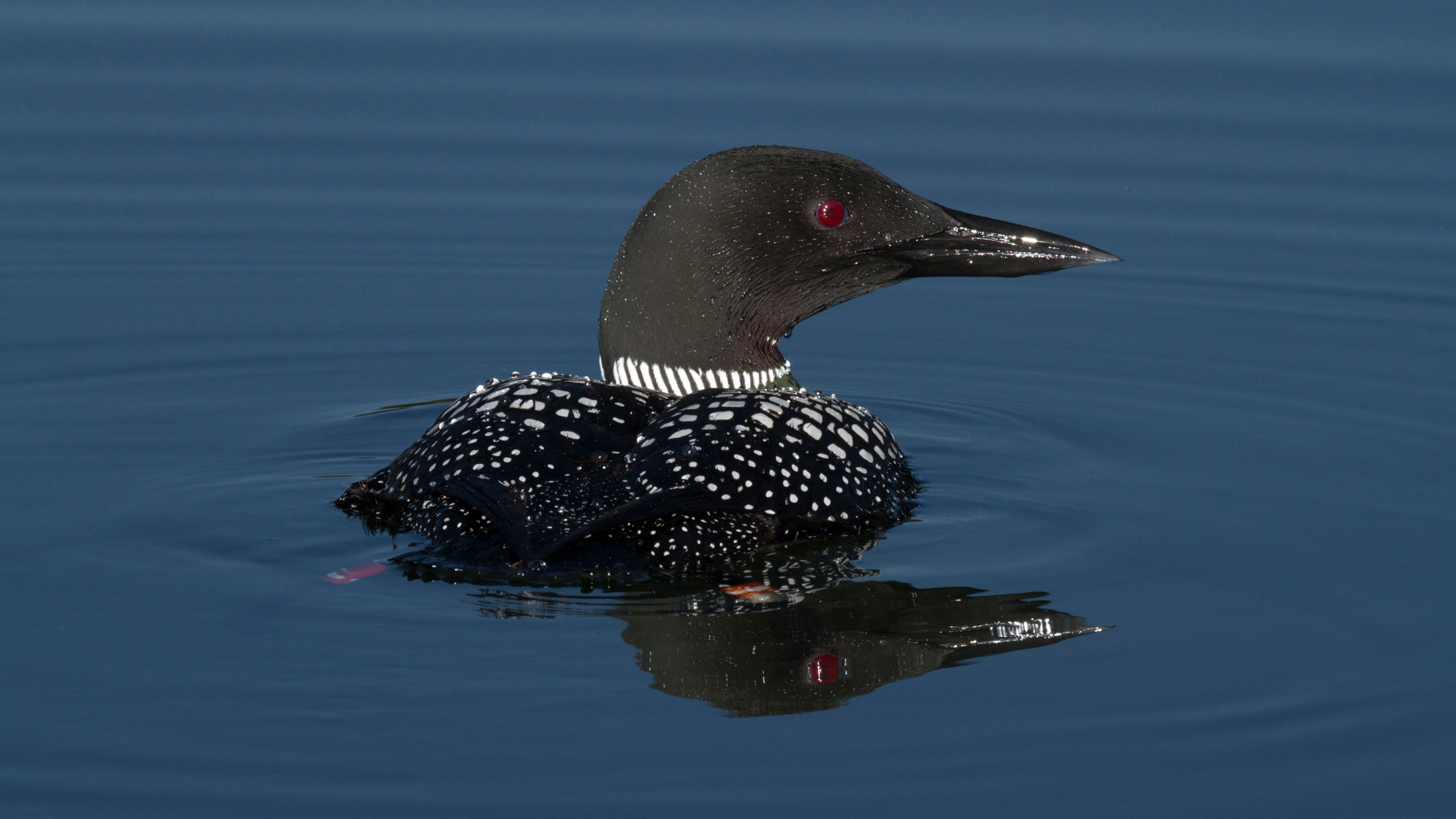 A long-term territorial male Common Loon shows its legband colors. Banding provides identification for research studies of the species. Common Loons are banded each year in a number of states by Biodiversity Research Institute and its associates. Photo © Daniel and Ginger Poleschook