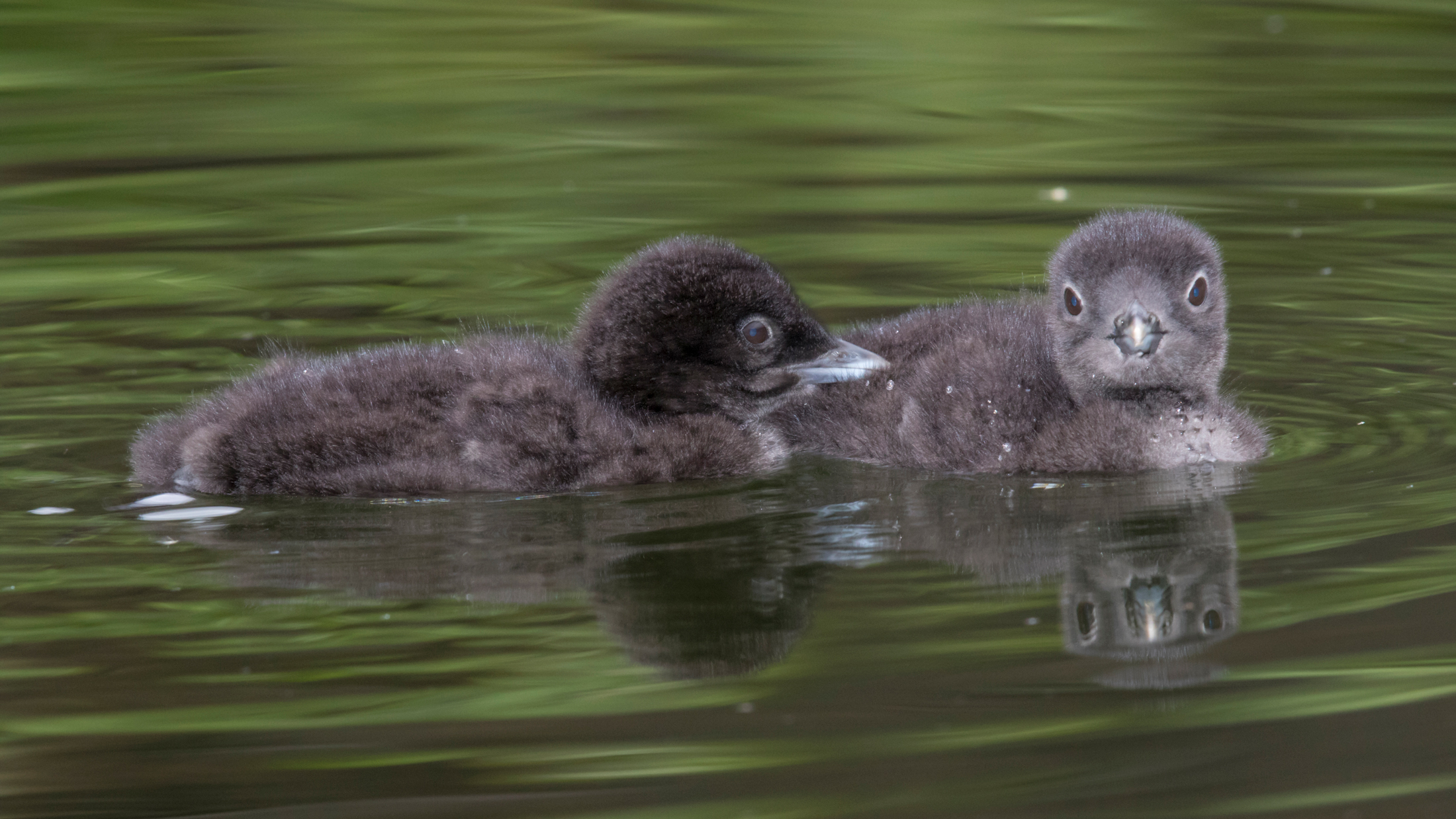 These three-day-old Common Loon chicks huddle together while their parents are underwater searching for food for them. At this age, the chicks are too small to ingest fish, so their parents bring them smaller food, such as dragonfly nymphs, snails and small leaches. Photo © Daniel and Ginger Poleschook