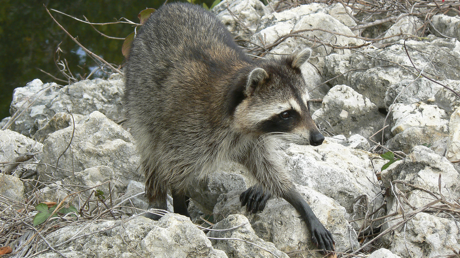 Raccoon in Florida. Photo © The Nature Conservancy (John C. Winfree)
