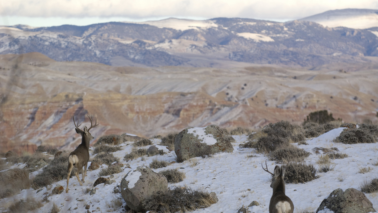 Mule deer bucks in the Wyoming badlands. Photo © Scott Copeland
