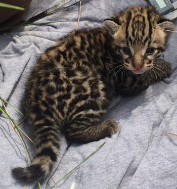 Ocelot kitten being checked by biologists. Photo courtesy of US Fish and Wildlife Service