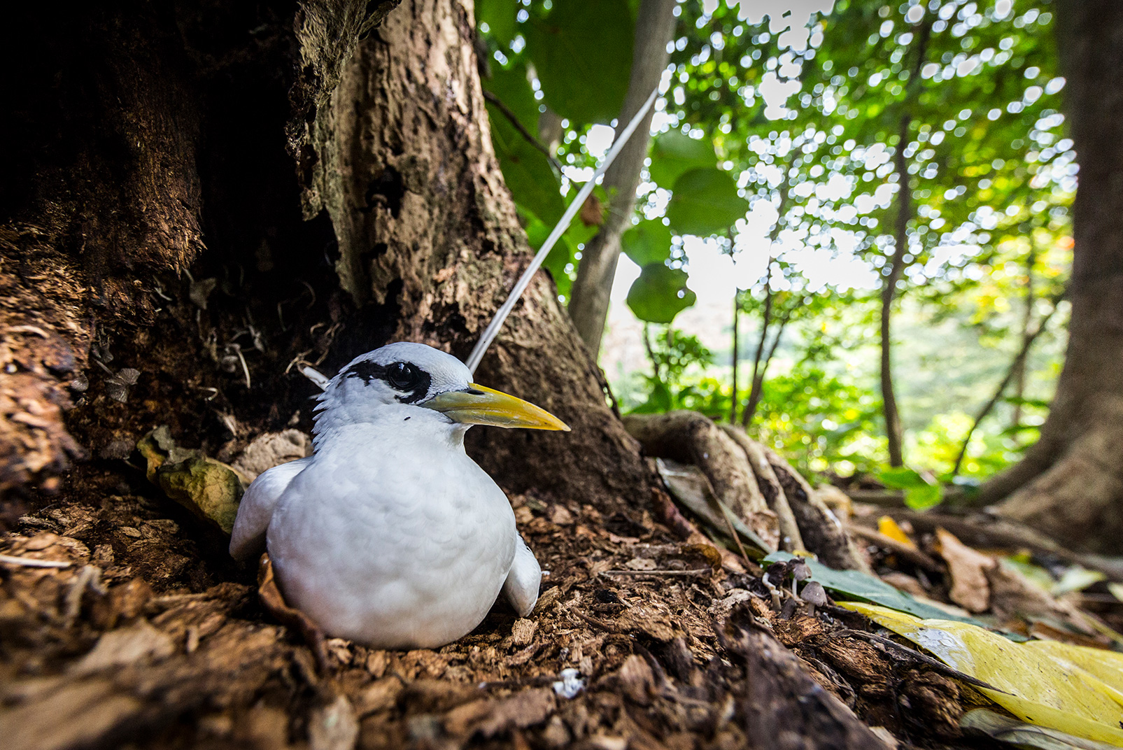 The entire island of Aride is a nature reserve in northern Seychelles where invasive animals have been removed to protect native species there. Because of that, ground-nesting birds like this white-tailed tropicbird are unafraid of visitors. There, “one of the rarest birds in the world, the Seychelles magpie-robin, literally just follows you around because it loves the disturbances in the ground,” Houston says. Photo © Jason Houston