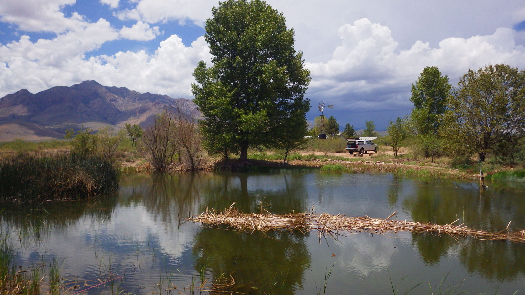A Safe Harbor Agreement (SHA) topminnow-pupfish pond in SE Arizona. Photo courtesy of Ross Timmons, Arizona Game and Fish Department