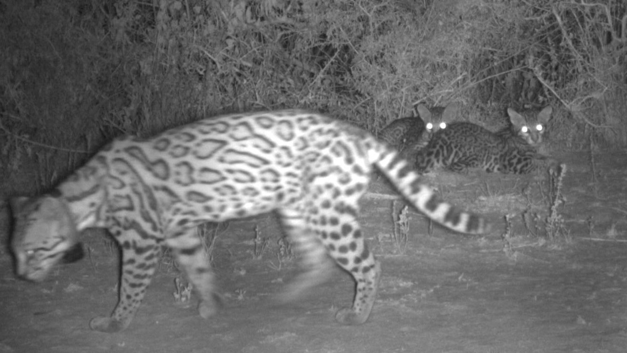 Mother ocelot and two kittens on Yturria Conservation Easement. Photo courtesy of US Fish and Wildlife Service