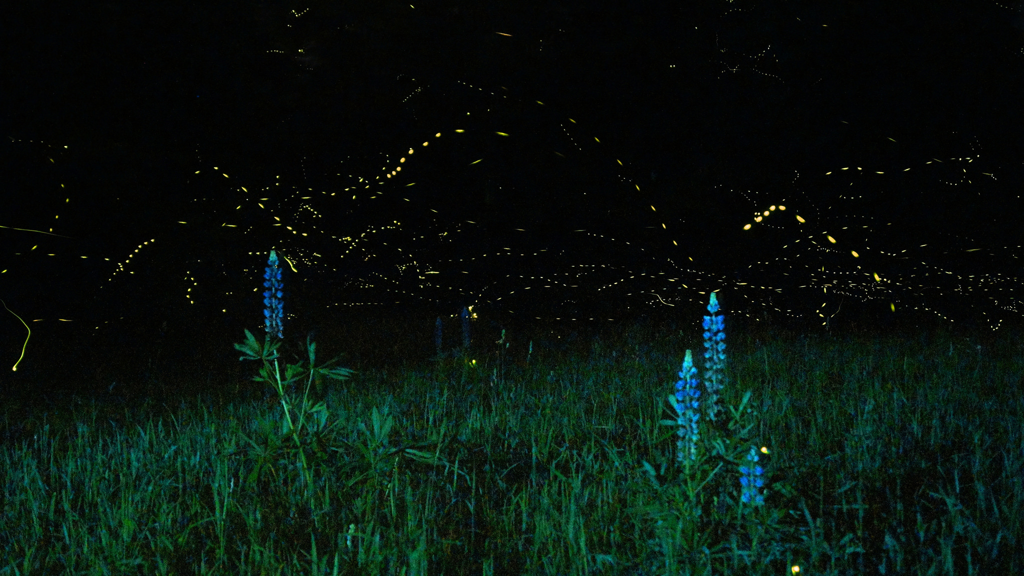 Lupines and fireflies. Photo © Mike Lewinski / Flickr through a Creative Commons license