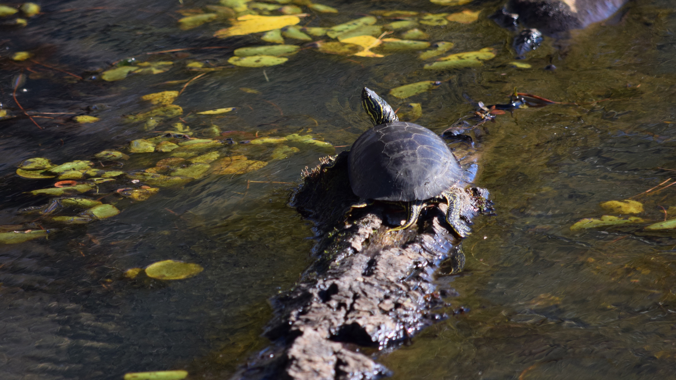 This painted turtle in the Portland, OR area was still active and basking in November. Timing of "hibernation" varies regionally. Photo © The Nature Conservancy (Lisa Feldkamp)