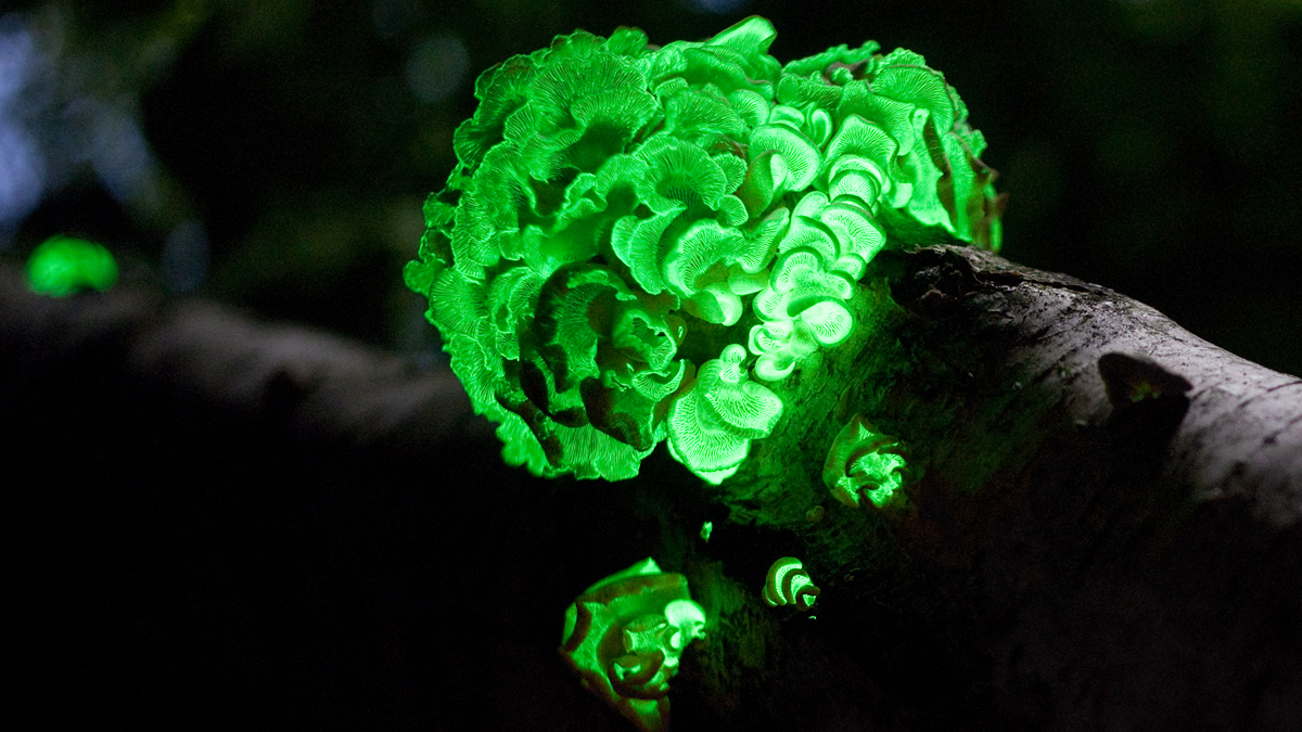 Panellus Stipticus displaying bioluminescence. Photo by Ylem / Wikimedia in the Public Domain