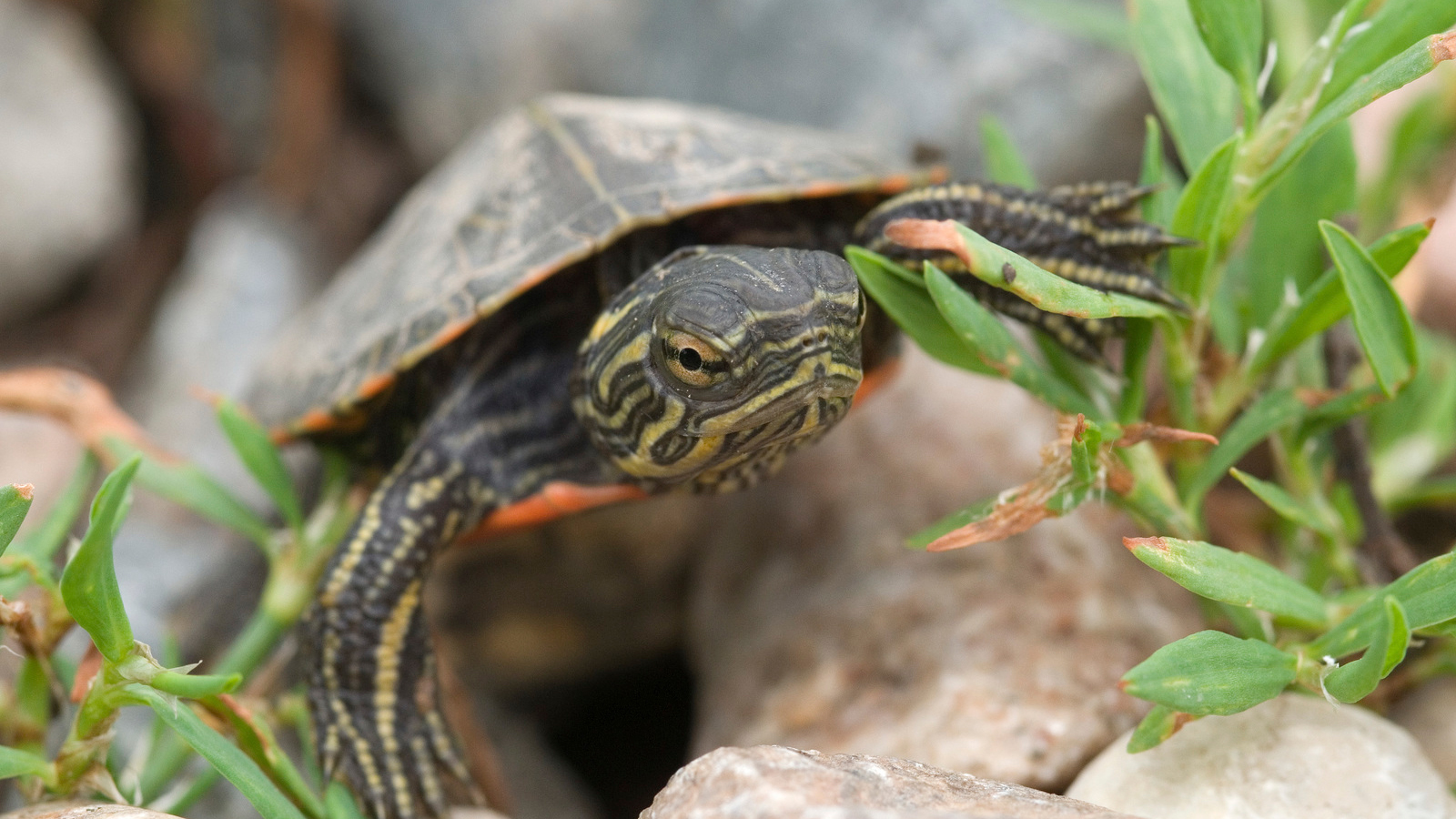 Recently hatched painted turtle at The Nature Conservancy's Broken Kettle Grasslands in the northern Loess Hills of Iowa. Photo © The Nature Conservancy (Chris Helzer)