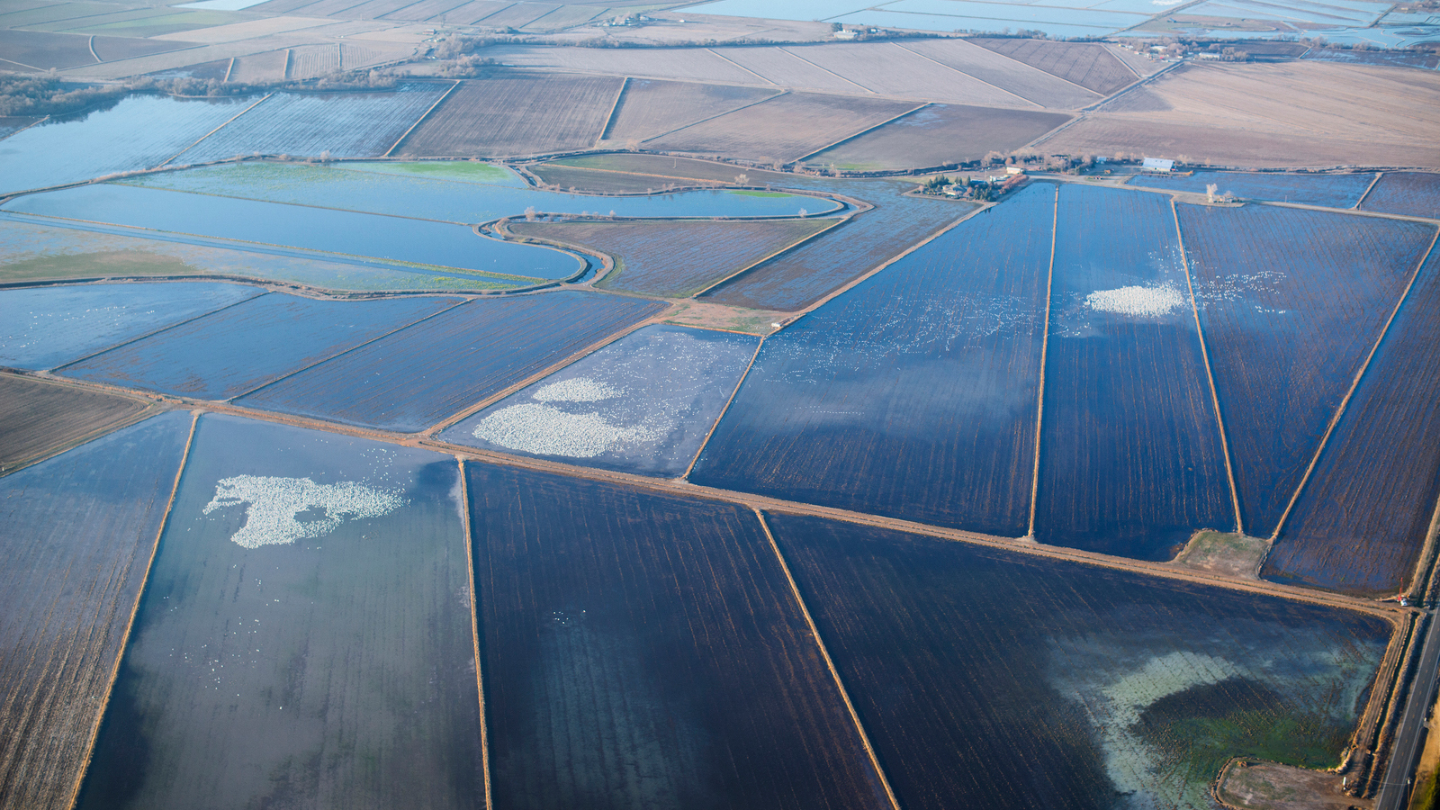 Aerial view of flooded rice fields participating in California's BirdReturns program. White areas are dense gatherings of birds. Photo © Drew Kelly for The Nature Conservancy