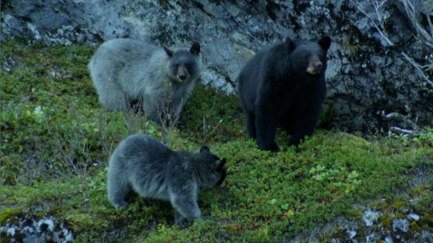 Black bear with Glacier bear cubs. Photo by the National Park Service in the Public Domain