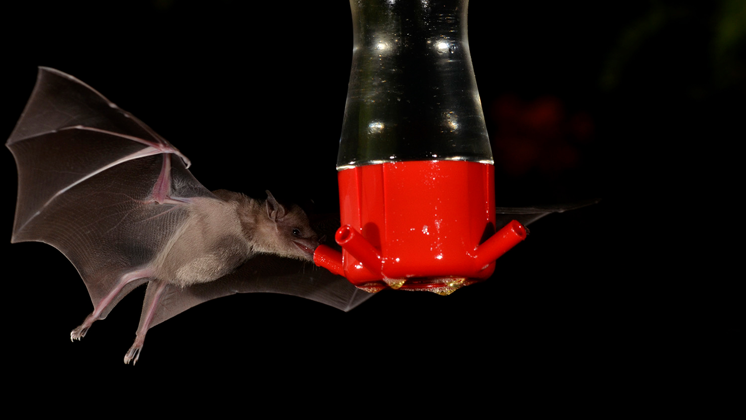 Lesser long-nosed bat at a hummingbird feeder in Tucson. Photos © Dr. Theodore Fleming