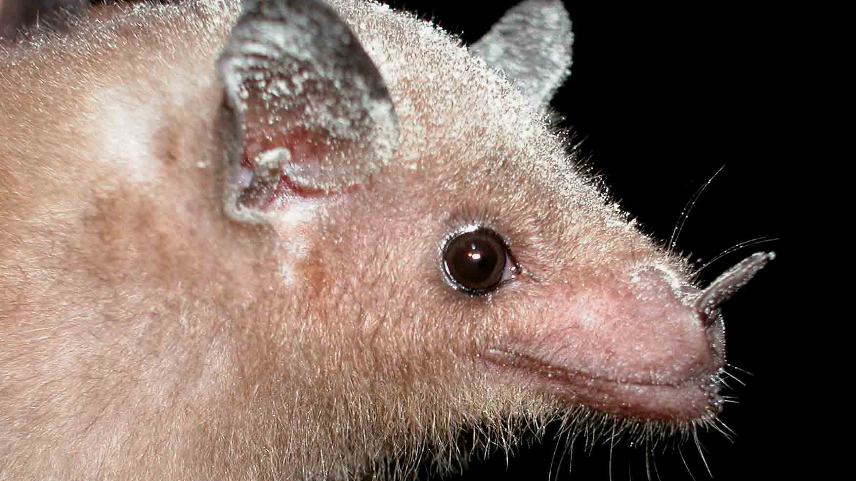 Lesser long-nosed bat with pollen-covered muzzle. Photo © Marco Tschapka