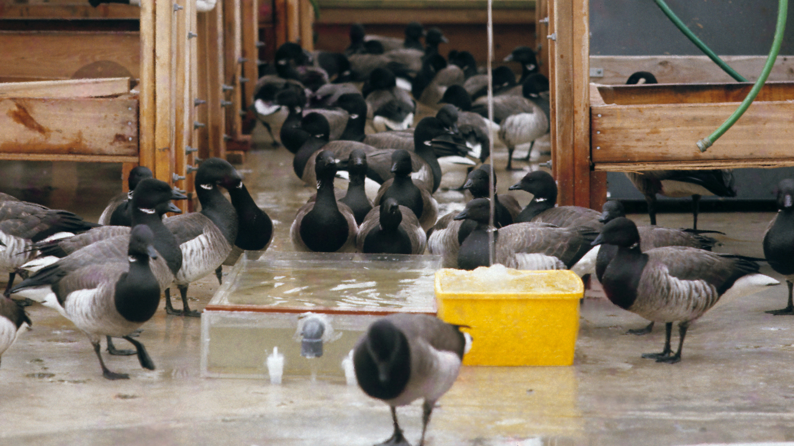 Brant flock in the wet lab. Photo © Clay Sutton