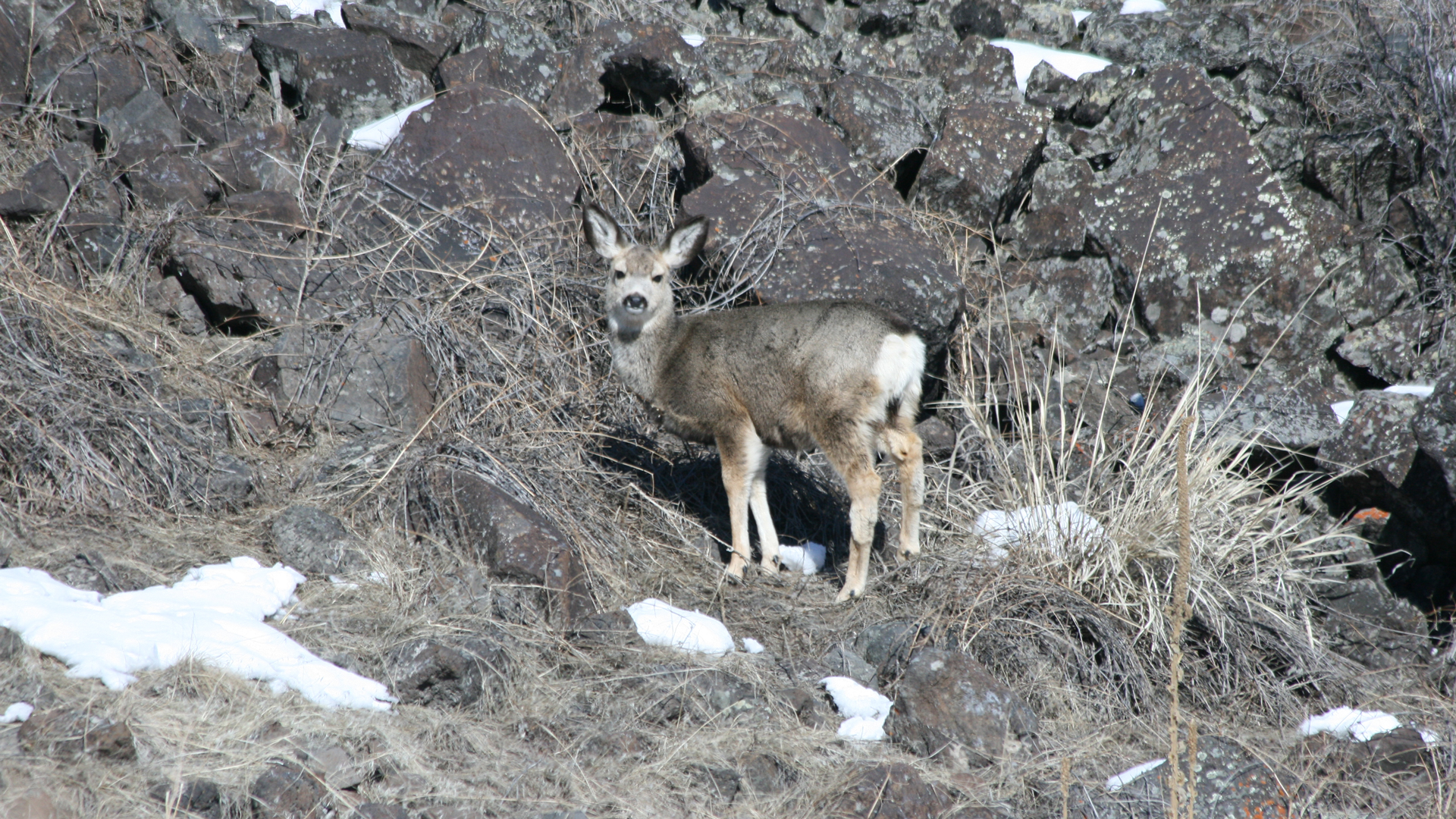 Deer in winter. Photo © Kris Millgate, Tight Line Media, tightlinemedia.com