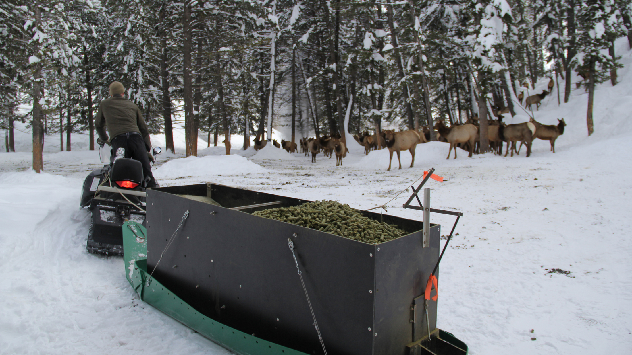 Elk pellets. Photo courtesy Idaho Department of Fish and Game