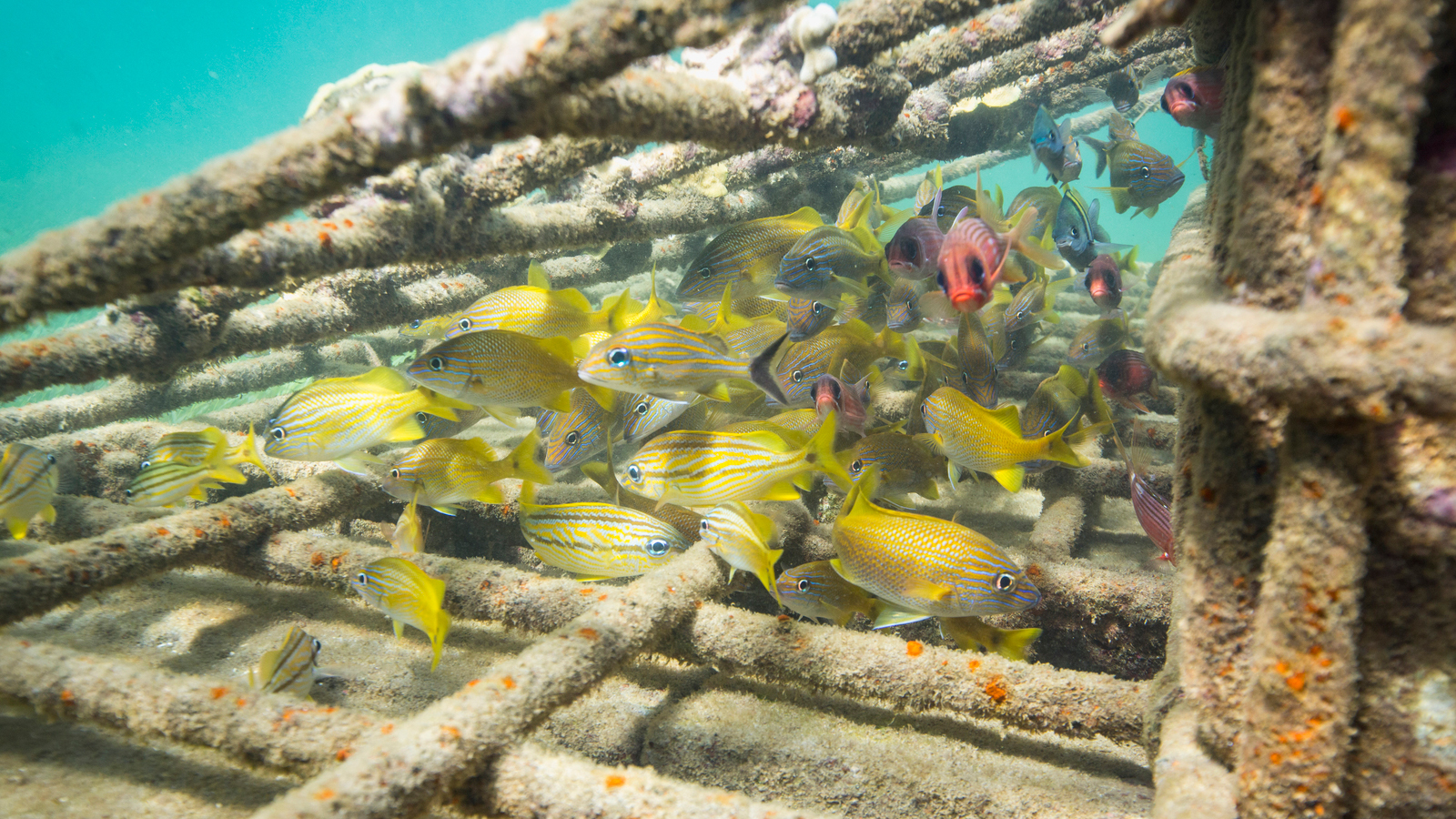 Pilot hybrid or 'artificial' reef structures, built with steel cages and filled with stones and cement, were installed in 2015 in Grenville Bay, Grenada to protect a vulnerable coastline from strong wave action and the impacts from climate change, such as severe erosion. Photo © Tim Calver