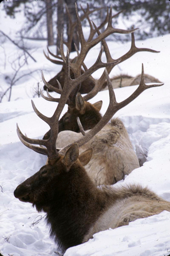 Elk bedded down in snow near Jackson, Wyoming. Photo © Scott Copeland