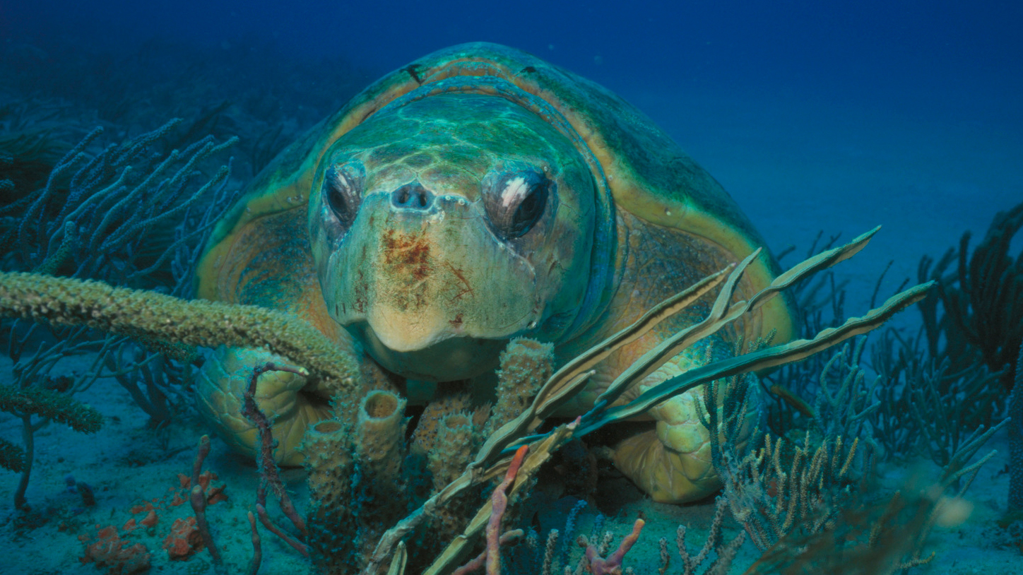 Loggerhead sea turtle underwater off Palm Beach. Photo © Karen Christopher 