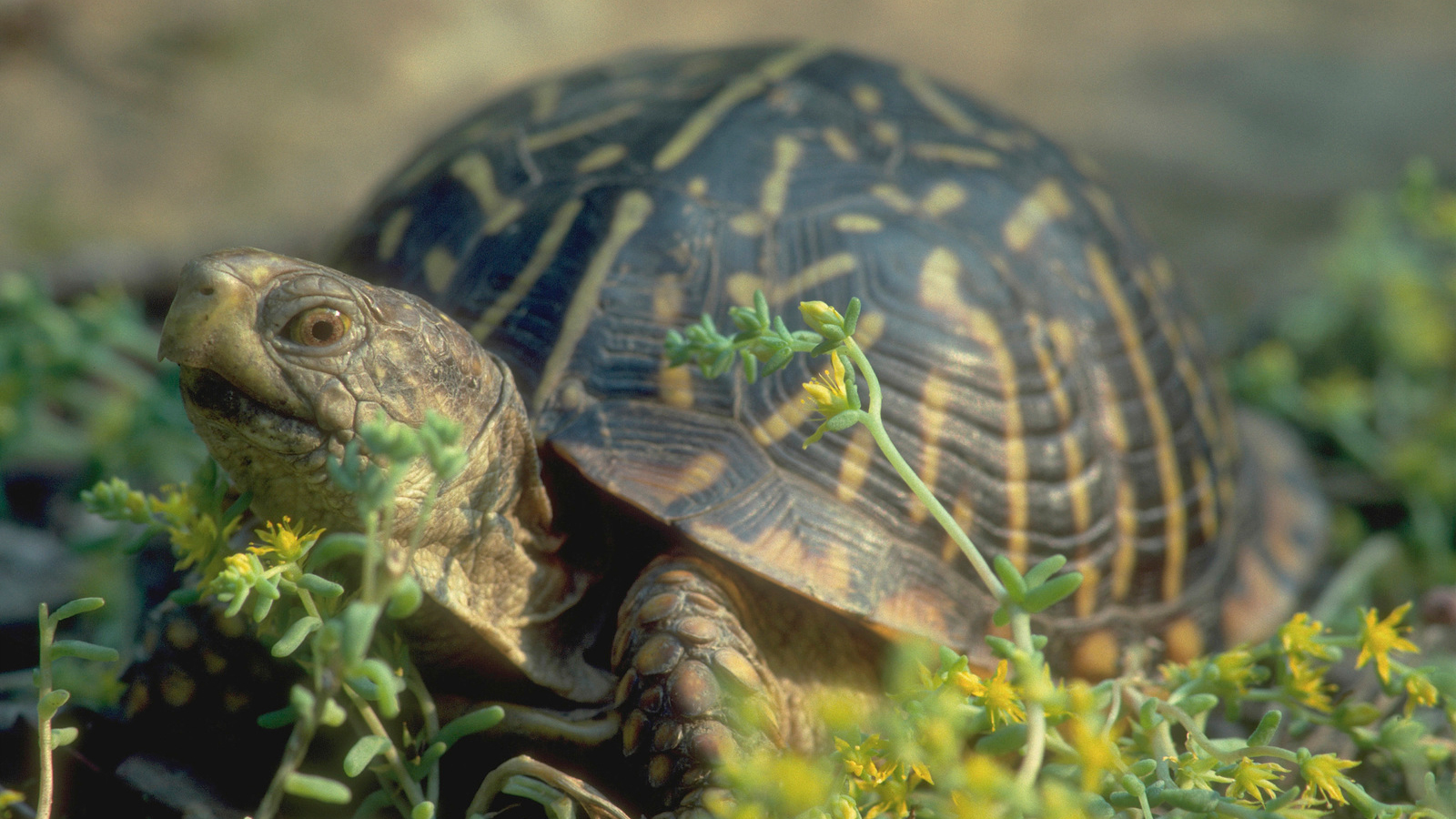 Ornate box turtle in Osage County of Oklahoma in United States, North America. Photo © Harvey Payne