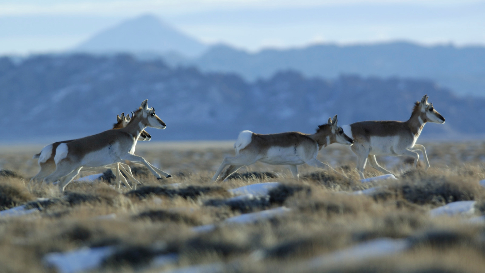 Running Pronghorn at The Nature Conservancy's Red Canyon Ranch. Photo © Scott Copeland