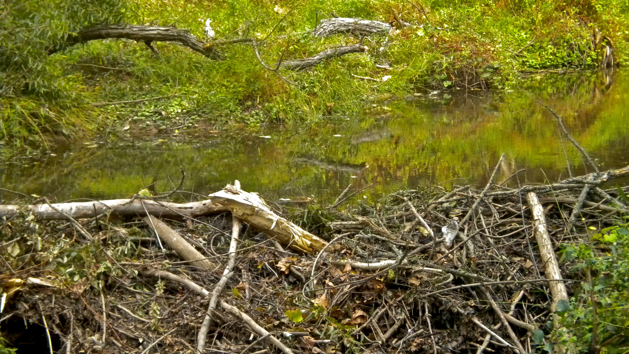 Beavers' dams flood and kill trees. Once beavers exhaust the food resources at a site, they move on to the next one. The flooding then subsides and the forest begins to grow again. Photo © Paul / Flickr through a Creative Commons license