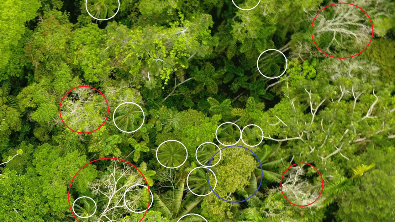 Example image showing leafless trees (red circles), huasaí palms (white circles), and a flowering tree (blue circle). Image © Amazon Aerobotany
