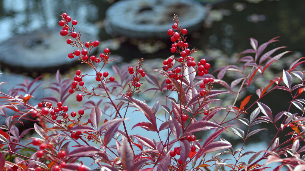 Nandina domestica (also known as heavenly bamboo). Photo © Ruth Hartnup / Flickr through a Creative Commons license