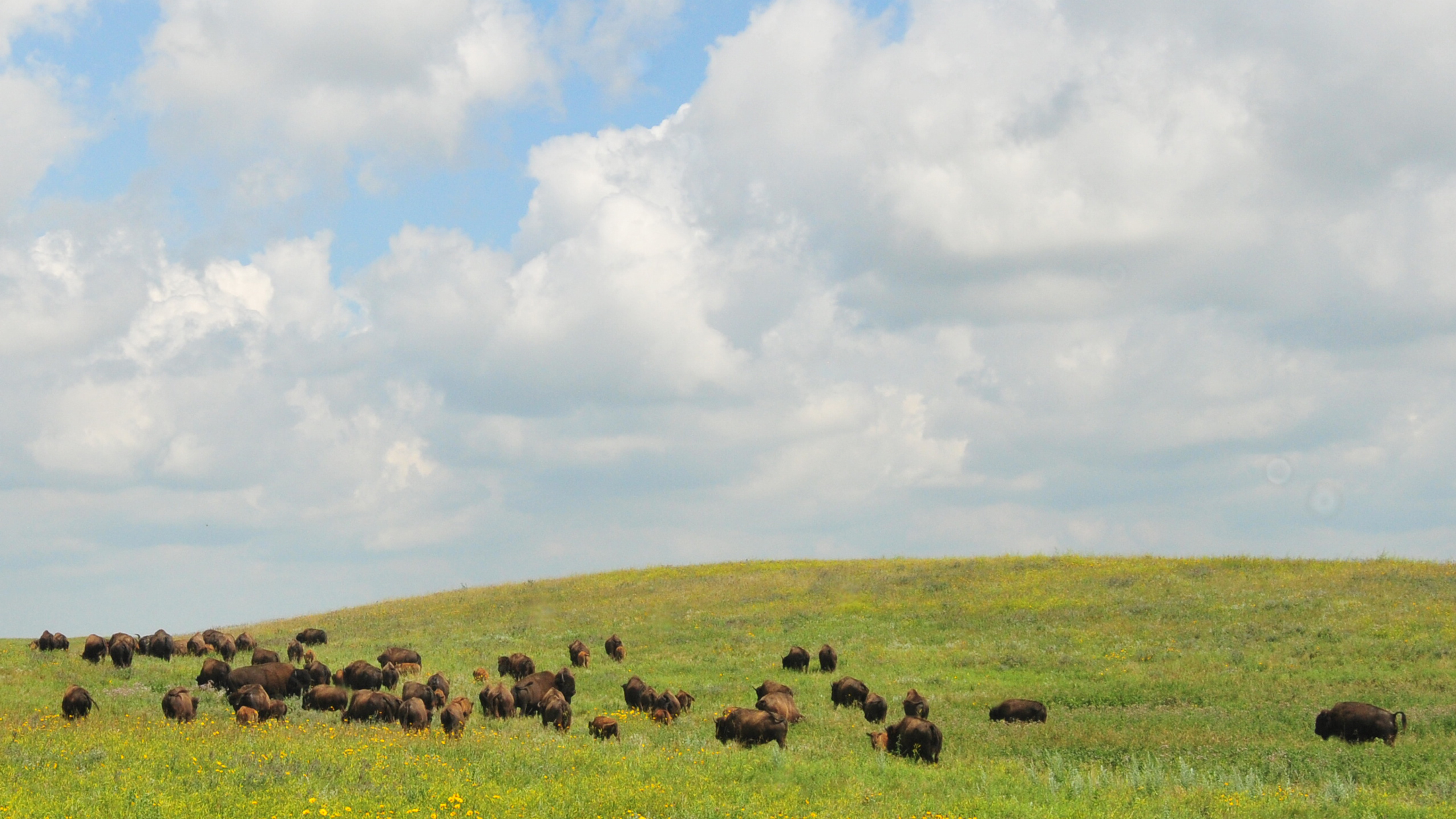Bison on Ordway Prairie. Photo © Tom Koerner/USFWS