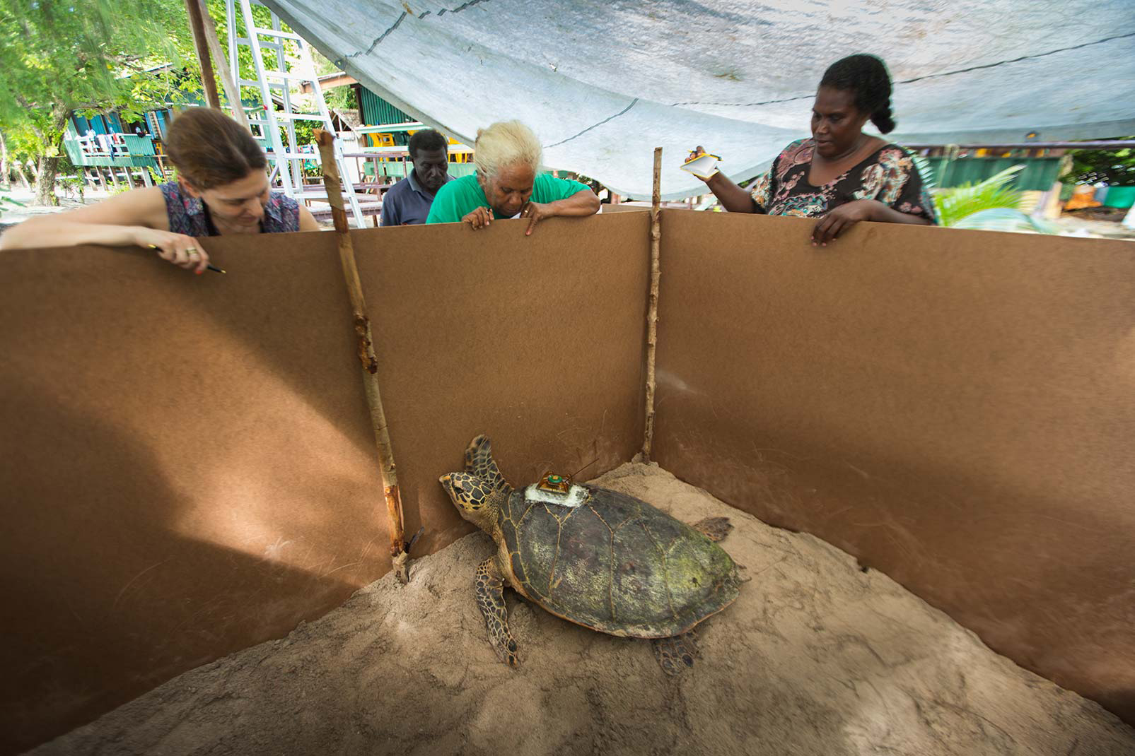 “You don’t realize how loud the turtle is,” Calver says. The hawksbills were kept in pens for a few hours to ensure epoxy fully dried. As they moved around, banging their flippers on things, they caught the attention of everyone there. Photo © Tim Calver