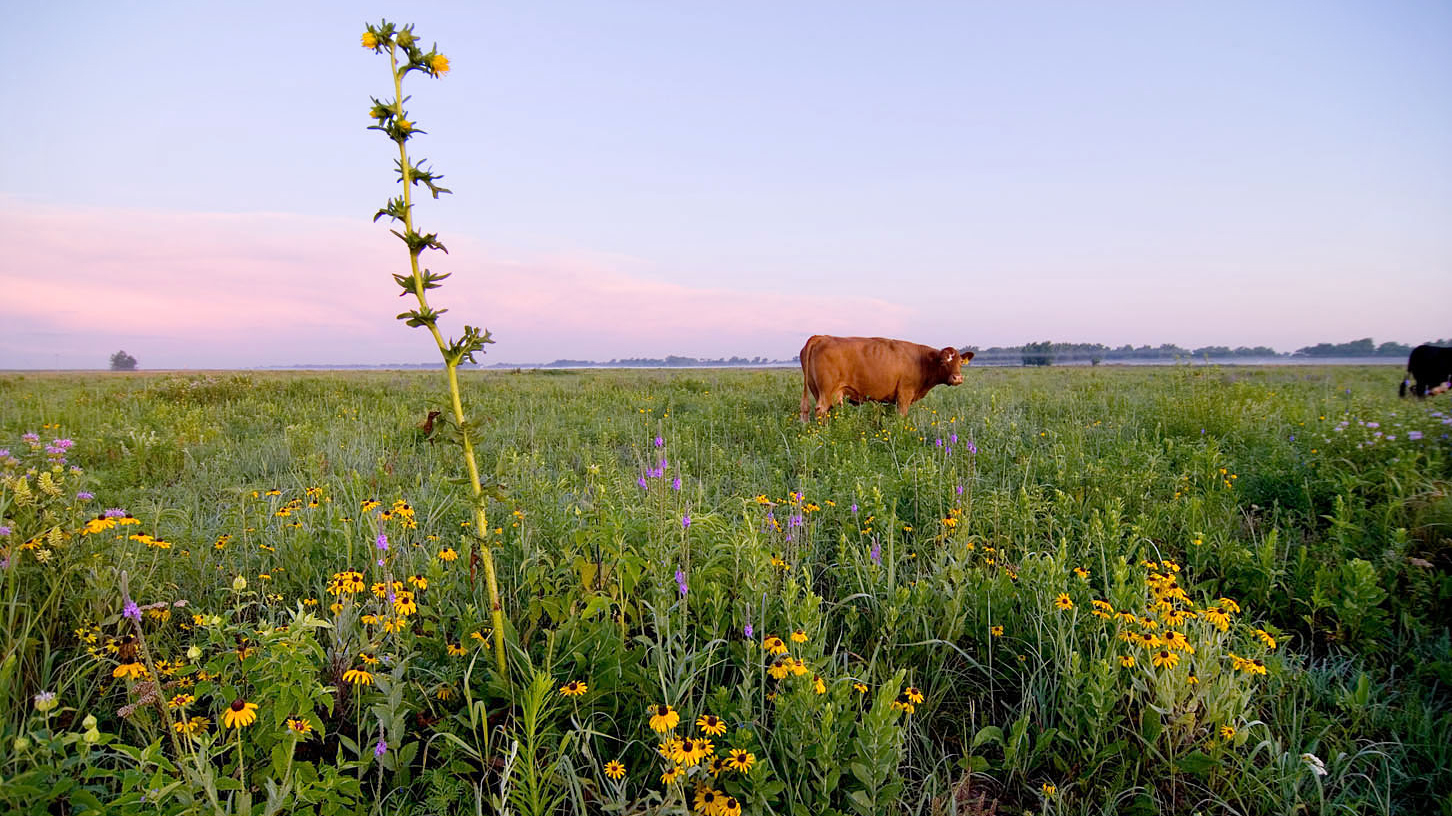Cattle graze on restored prairie at The Nature Conservancy’s Platte River Prairies in Nebraska. Cattle are being used to reduce grass dominance and enhance plant diversity, as well as to create habitat heterogeneity. Photo © The Nature Conservancy (Chris Helzer)