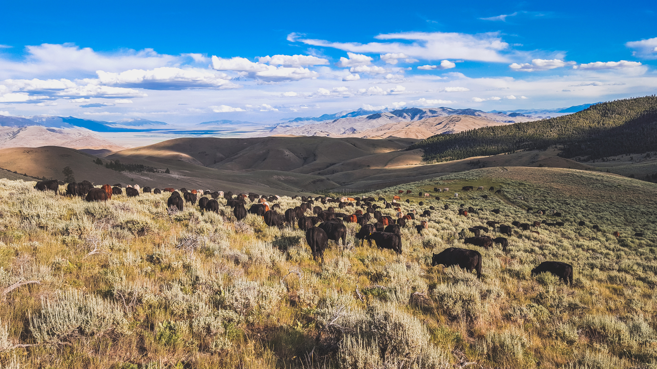 The Alderspring herd grazes lush bluebunch wheatgrass near the Sky Islands of Little Hat Creek. Lost River Range and the Pahsimeroi Valley comprise the background. Photo © Melanie Elzinga