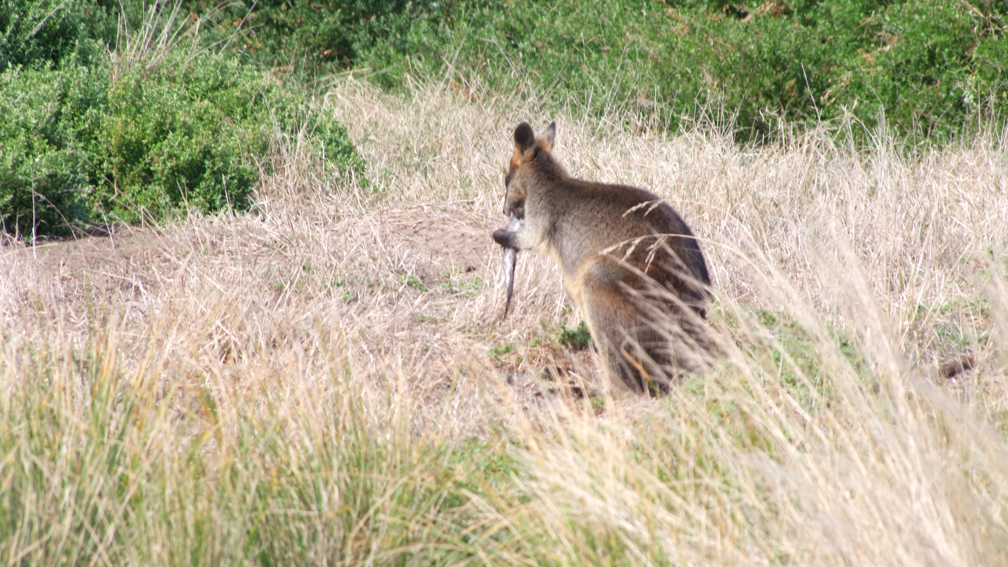 Swamp wallaby with wing of short-tailed shearwater in its mouth. Photo © James Fitzsimons