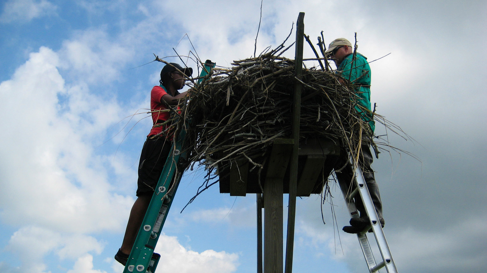 View of an artificial osprey platform. Photo © The Nature Conservancy 