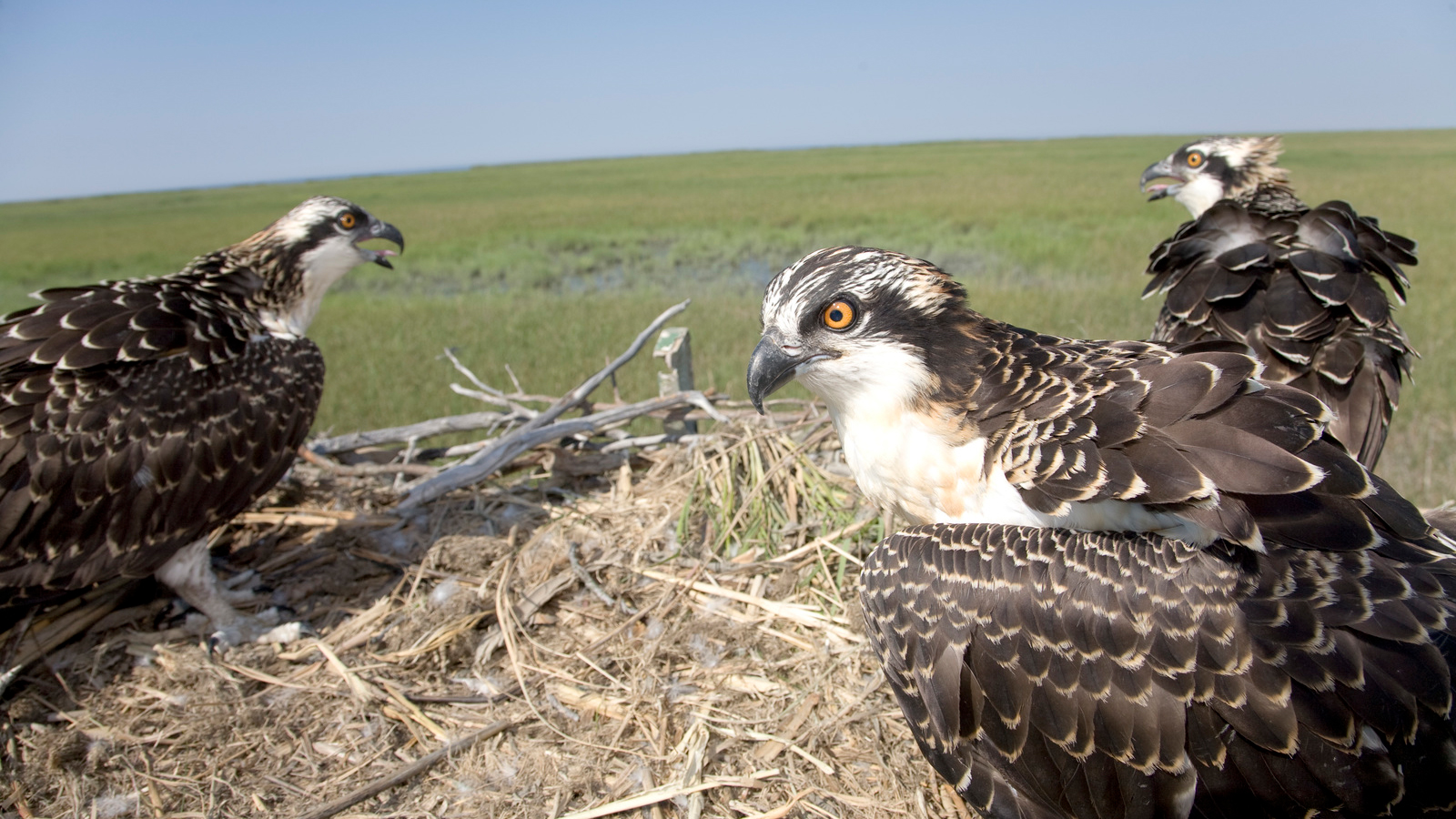 Fledgling ospreys on the nest, learning to fly and fish in preparation for their first migration, at the Eldora Nature Preserve in New Jersey. Photo © Amy Deputy